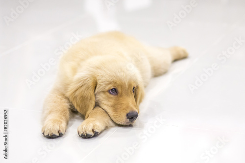 Fototapeta Naklejka Na Ścianę i Meble -  Portrait of golden retriever puppy