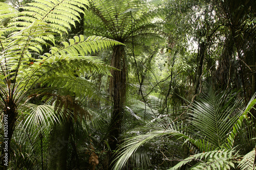 Fototapeta Naklejka Na Ścianę i Meble -  Tropical jungle forest greenery