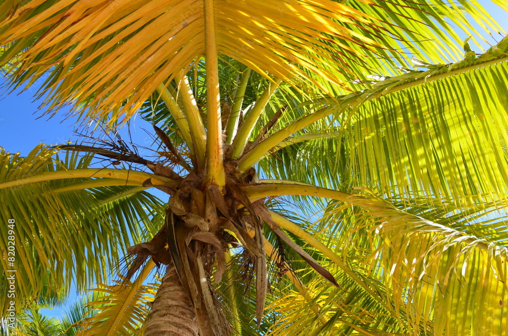 Obraz premium palma da cocco