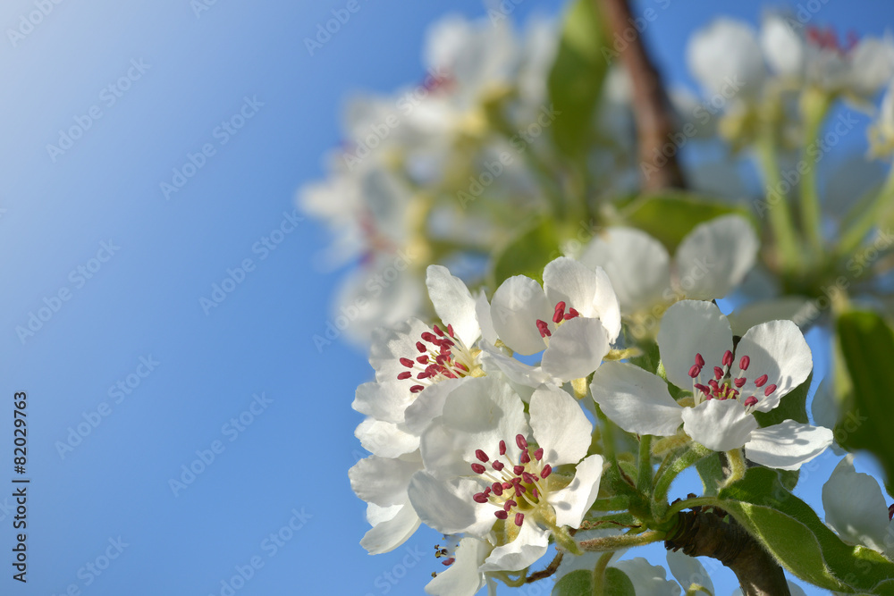 Birnenblüten