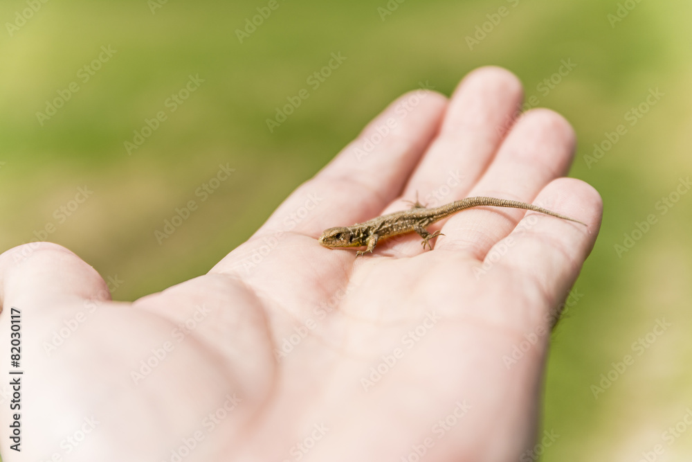 Lacerta agilis Lacerta agilis