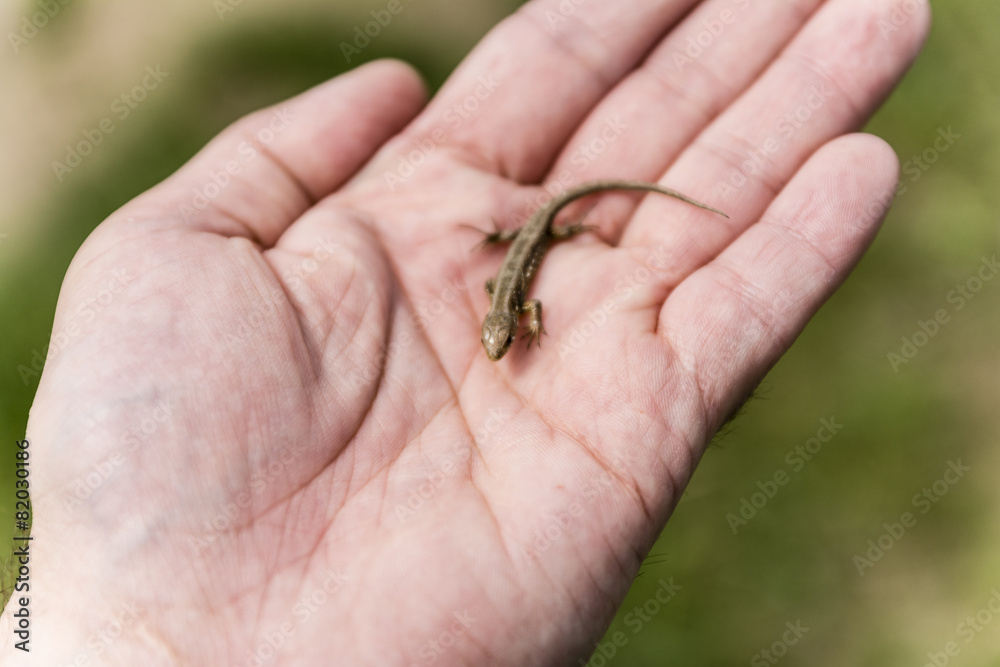Young Sand lizard (Lacerta agilis)