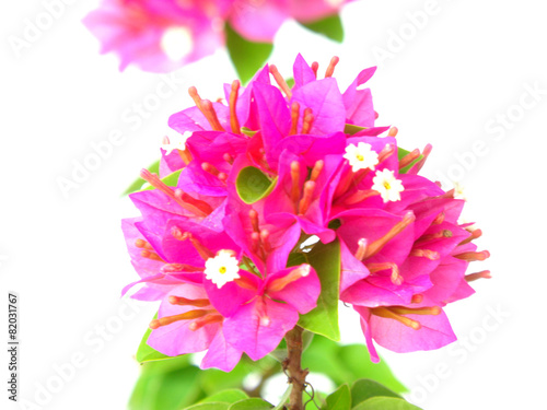 pink bougainvillea blooms isolate on white background