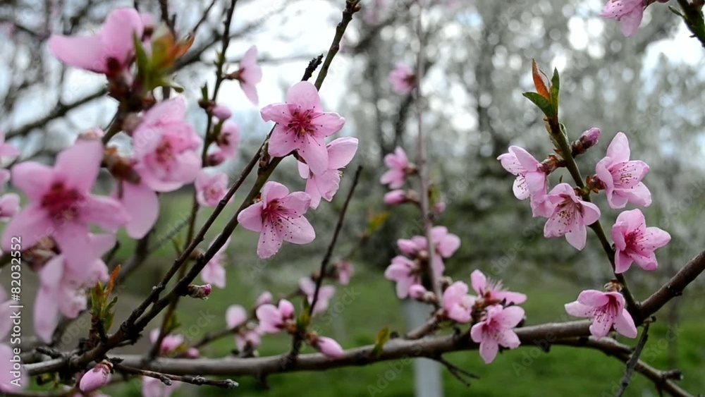 Цветущее дерево в саду