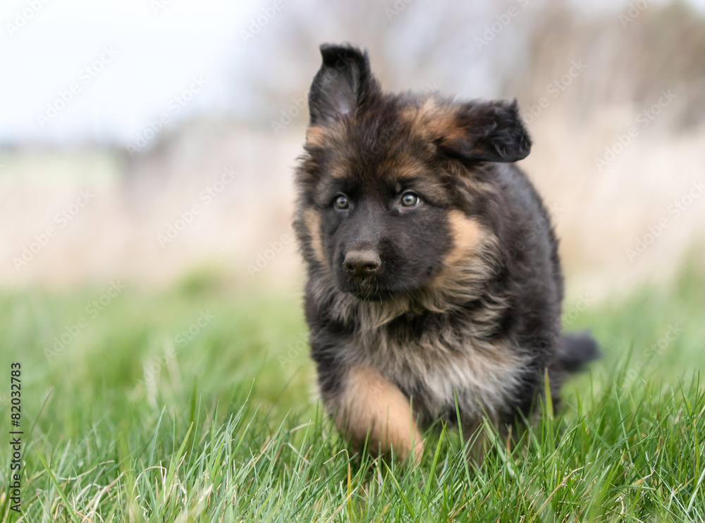 German Shepherd Puppy German Shepherd Puppy
