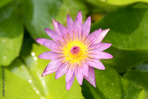 Lotus flower is blossom.
