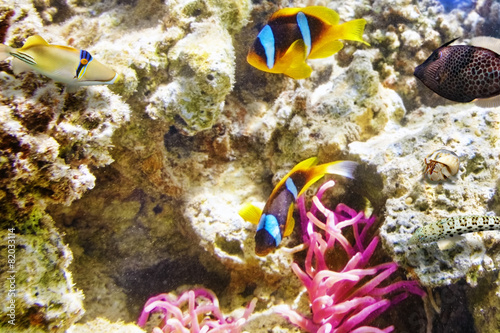 Couple of cute  clown-fish in the bush of anemone's.