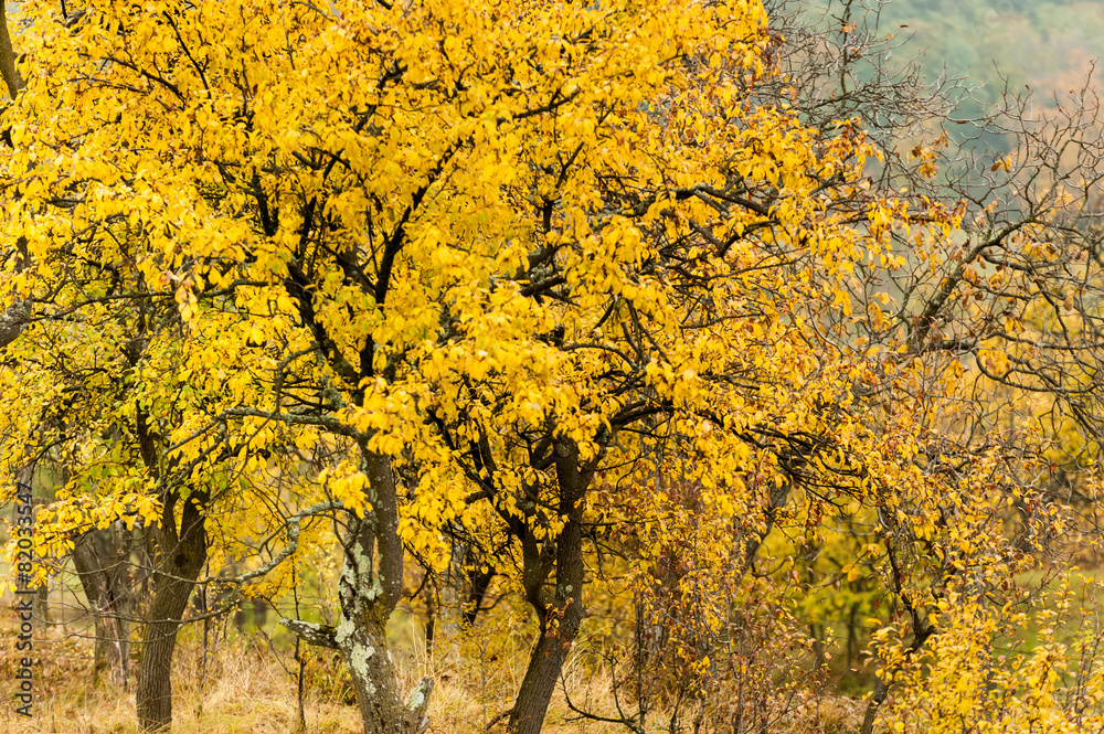 Obraz premium Autumnal branches