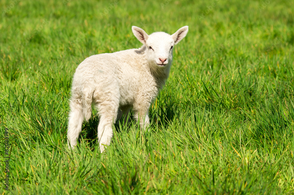 Osterzeit - süßes, weißes Lamm auf einer grünen Wiese Osterzeit - süßes, weißes Lamm auf einer grünen Wiese