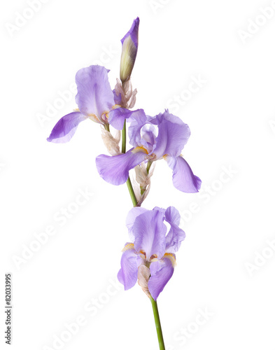 Fototapeta Naklejka Na Ścianę i Meble -  Light lilac flower isolated on a white background. Iris croatica