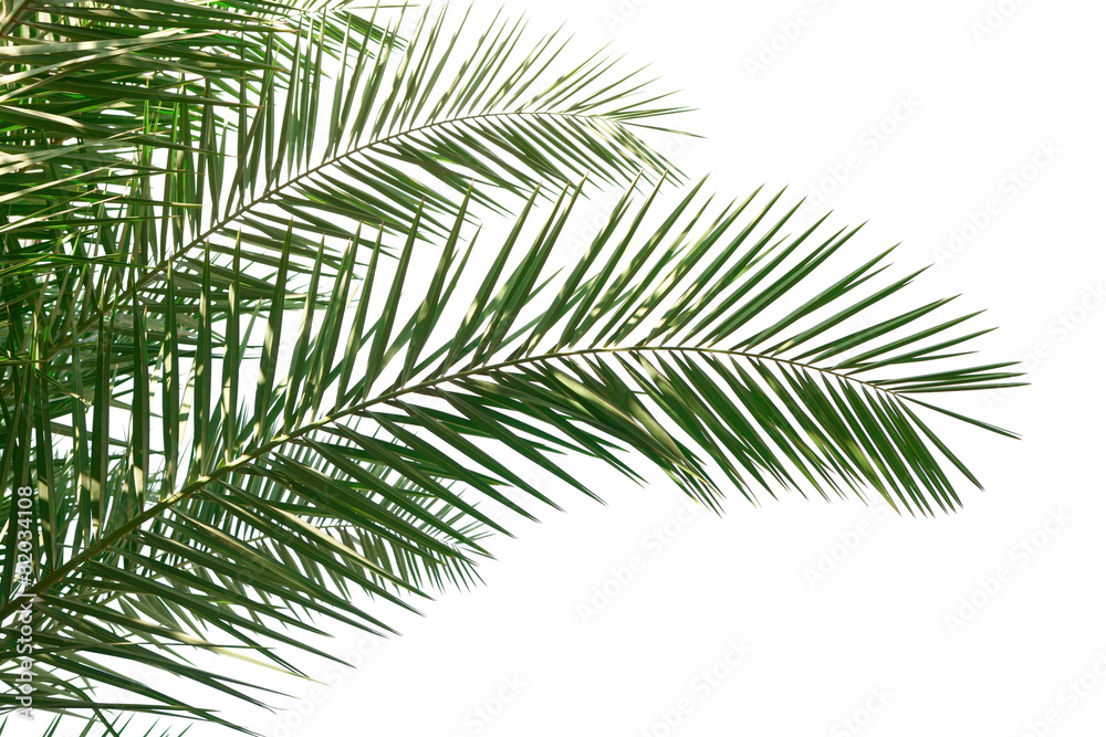 Isolated Palm Leaves on white background