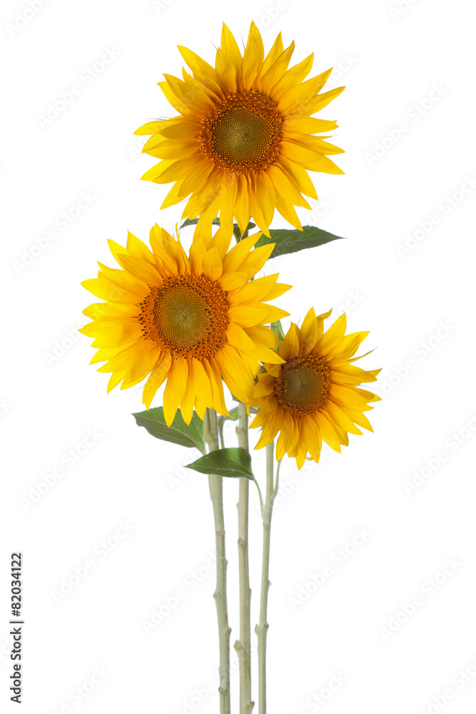 Obraz premium Three sunflowers isolated on a white background