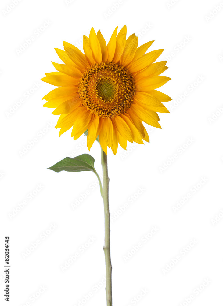 Obraz premium Sunflower isolated on a white background
