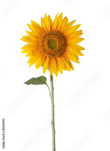 Fototapeta Naklejka Na Ścianę i Meble -  Sunflower isolated on a white background