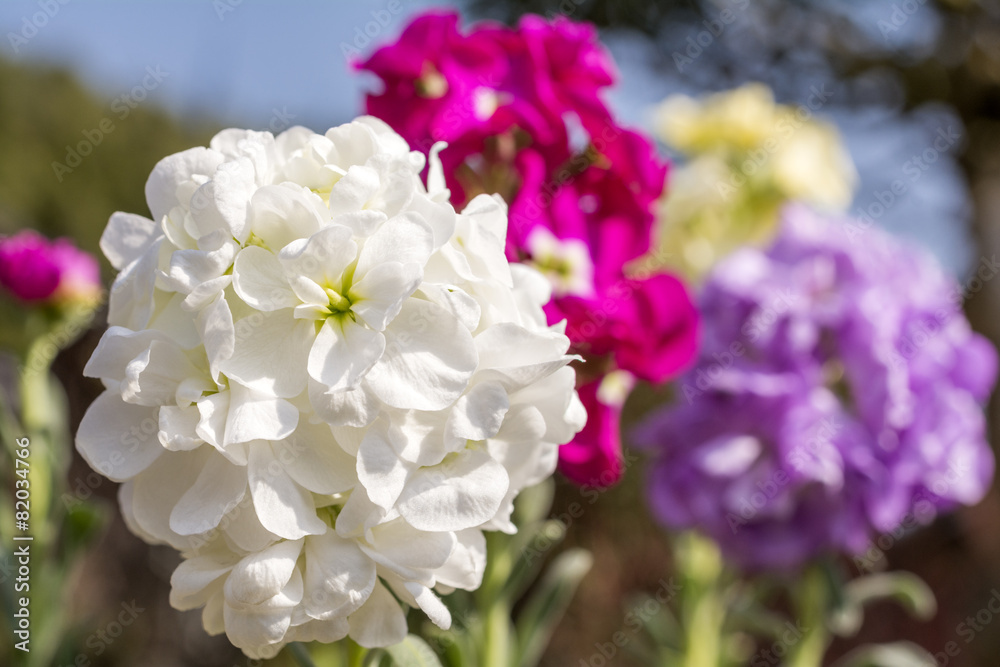アラセイトウの花のアップ アラセイトウの花のアップ