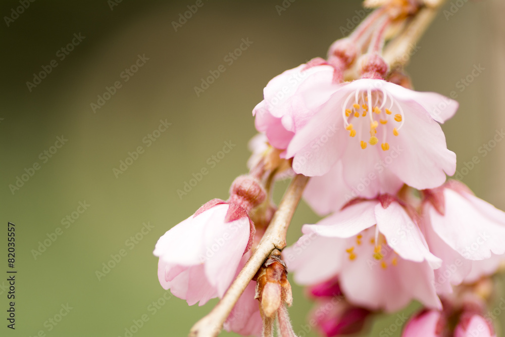 Obraz premium 枝垂れ桜の花のアップ