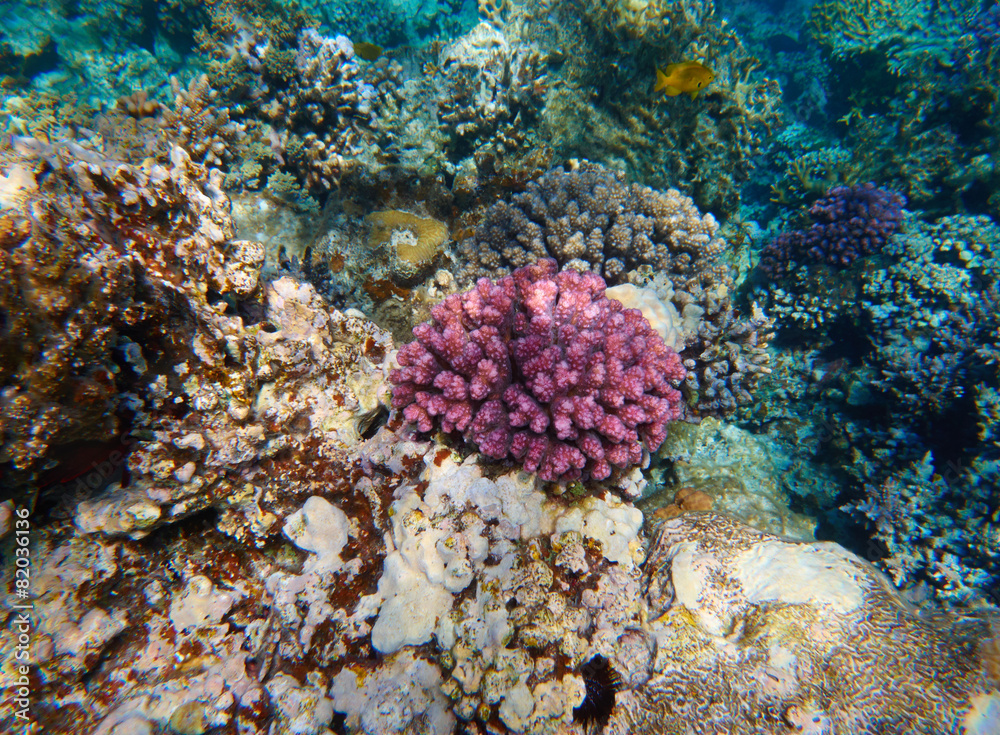 Fototapeta premium coral reef