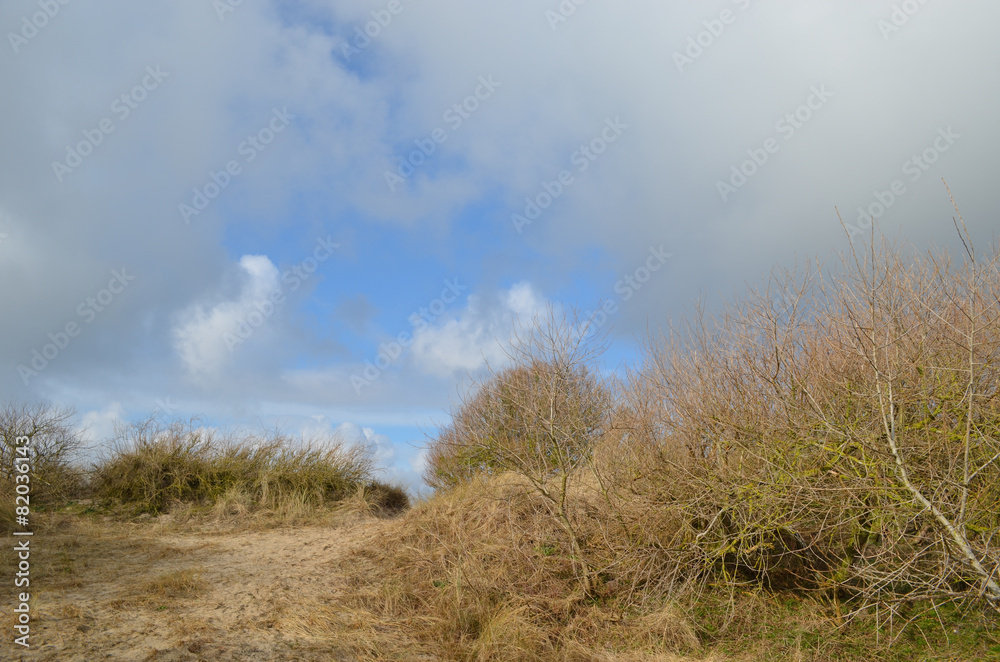 dune grasses on coastal dune at Belgian seaside dune grasses on coastal dune at Belgian seaside