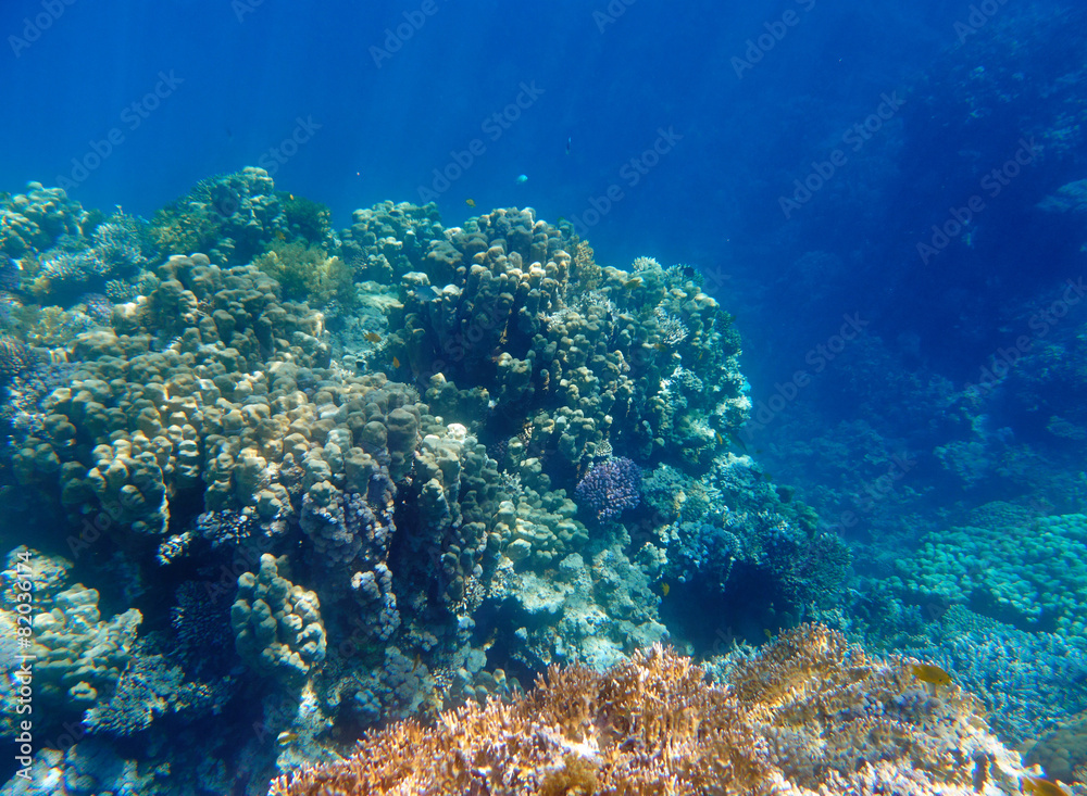 Fototapeta premium coral reef