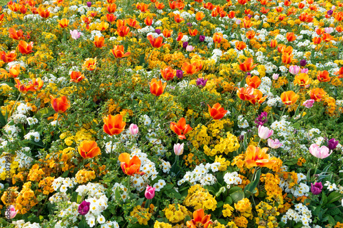 Giardino fiorito  photo
