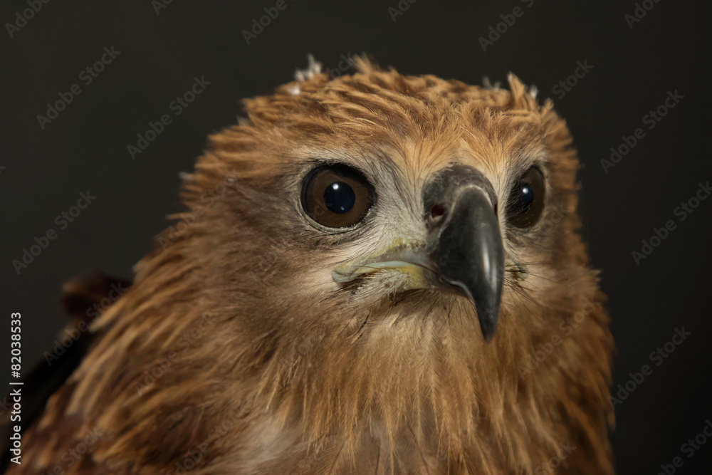 Obraz premium Close up red Hawk.