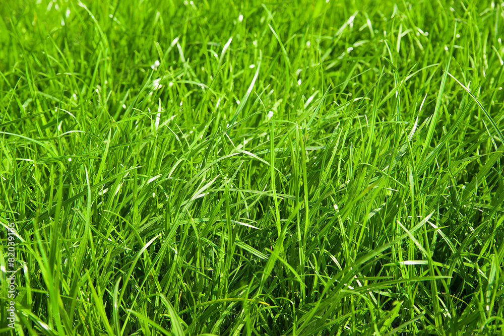 Green grass growing from a spring lawn.