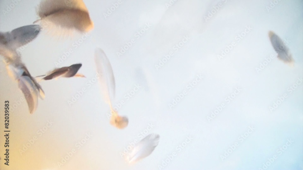 White, clear and light feathers floating softly in clouds