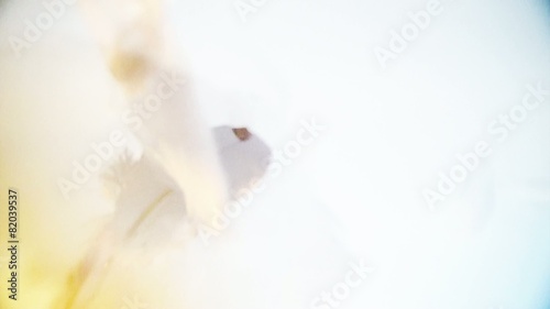 White, clear and light feathers floating softly in the air