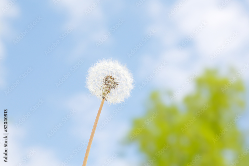 たんぽぽと青空