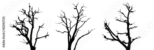 Dead tree silhouette.