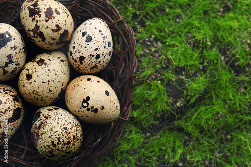Bird eggs in nest on green grass background