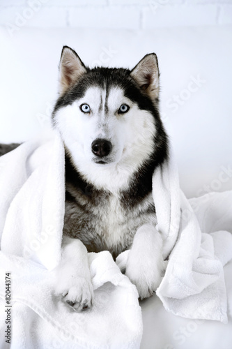 Beautiful cute husky with towel lying on sofa in white room