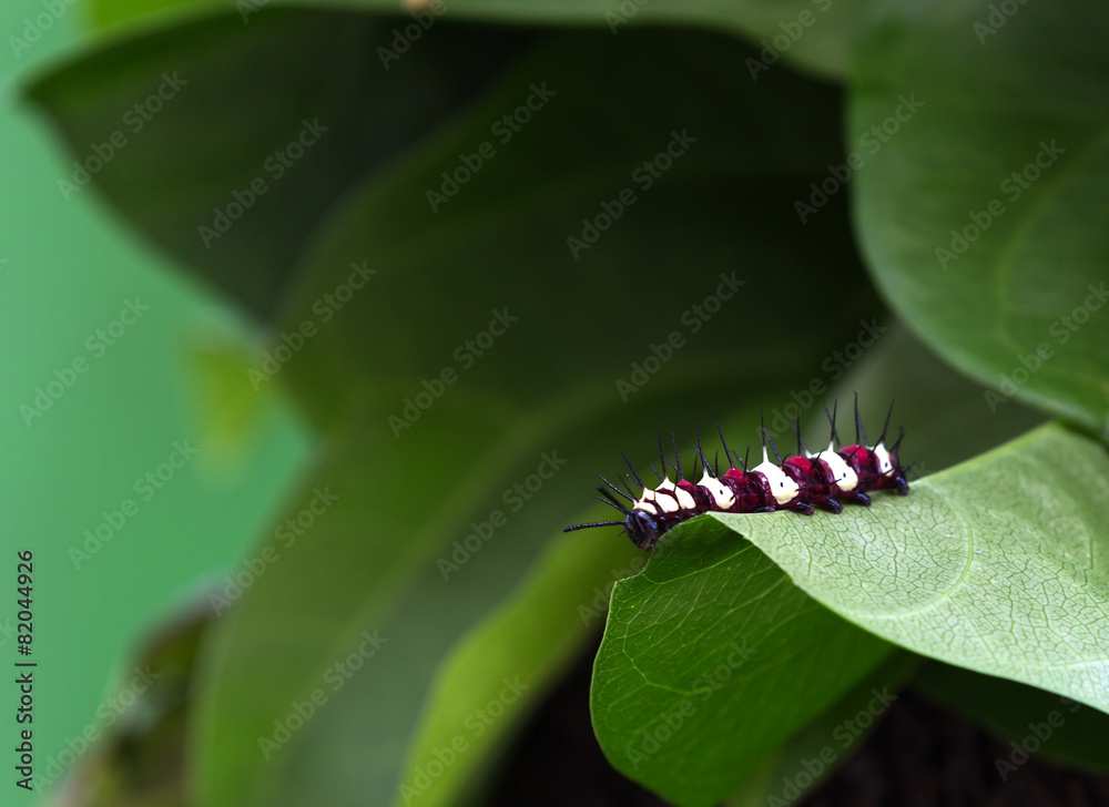 Fototapeta premium Large Tree Nymph Caterpillar
