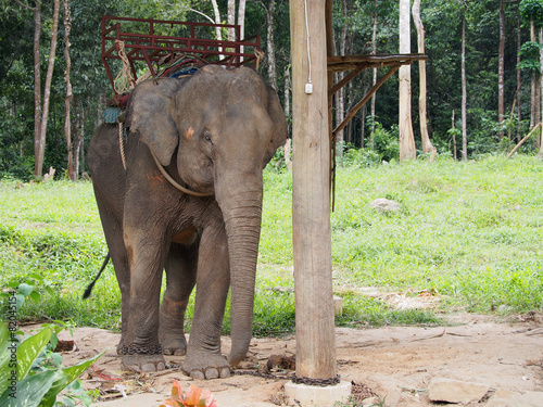 Elephant camp in Koh Chang, Thailand