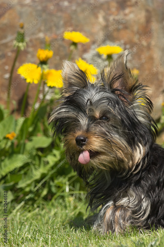 Portrait of Yorkshire Terrier. Horizontally. Portrait of Yorkshire Terrier. Horizontally.