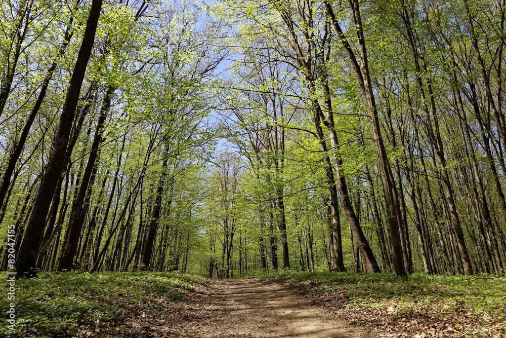Green forest on a sunny day. Green forest on a sunny day.