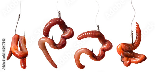 set earthworms baited on the hook