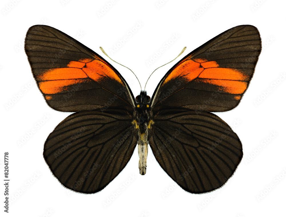 Fototapeta premium Butterfly Pereute leucodrosine (underside)