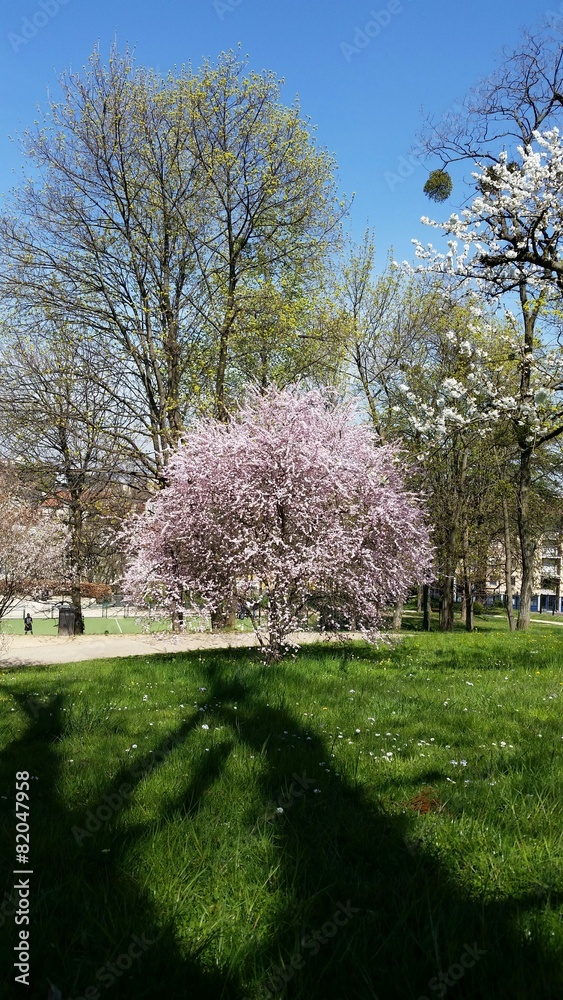 Naklejka premium Arbres en fleurs
