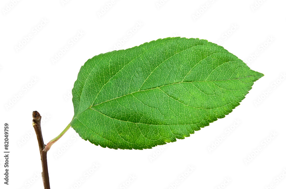 Fototapeta premium Green apple leaf