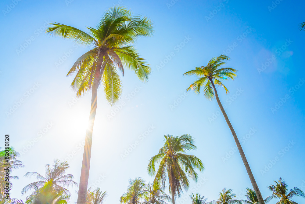 Palm tree Palm tree