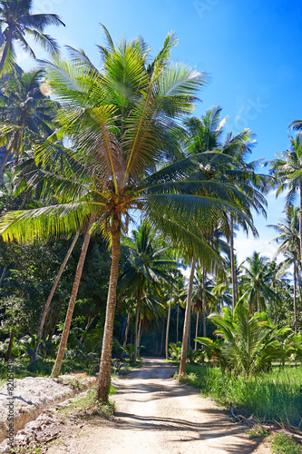 Coconut palm trees