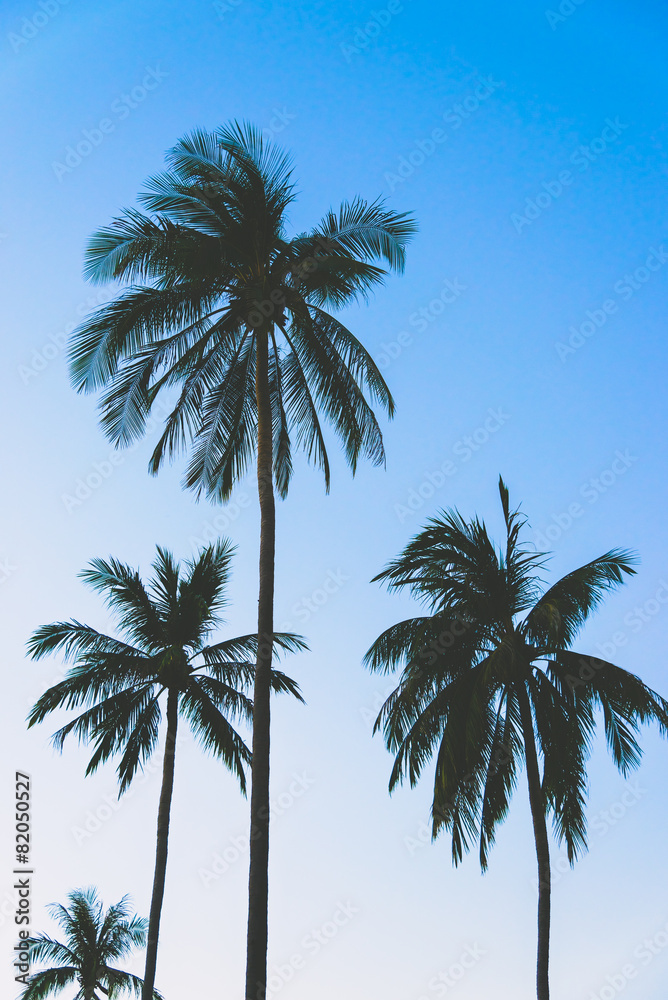 Obraz premium Silhouette palm tree