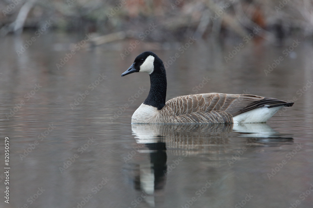 Canada Goose Swimming on a Pond