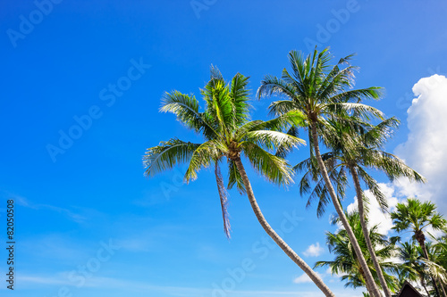 Coconut palm trees