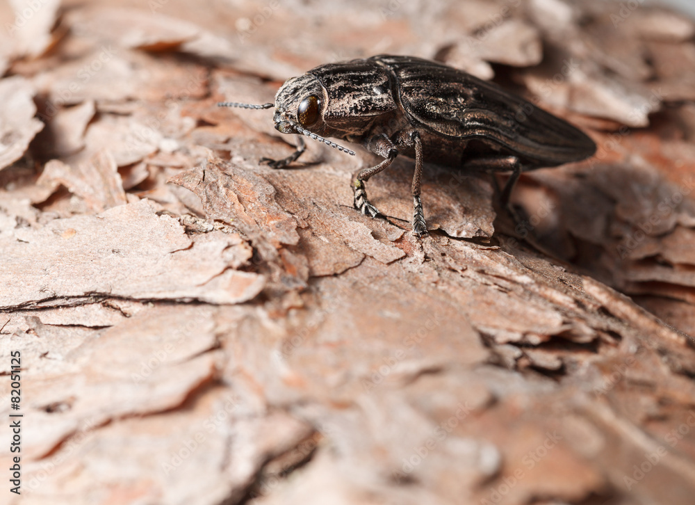 Fototapeta premium Macro of borer beetle on pine tree
