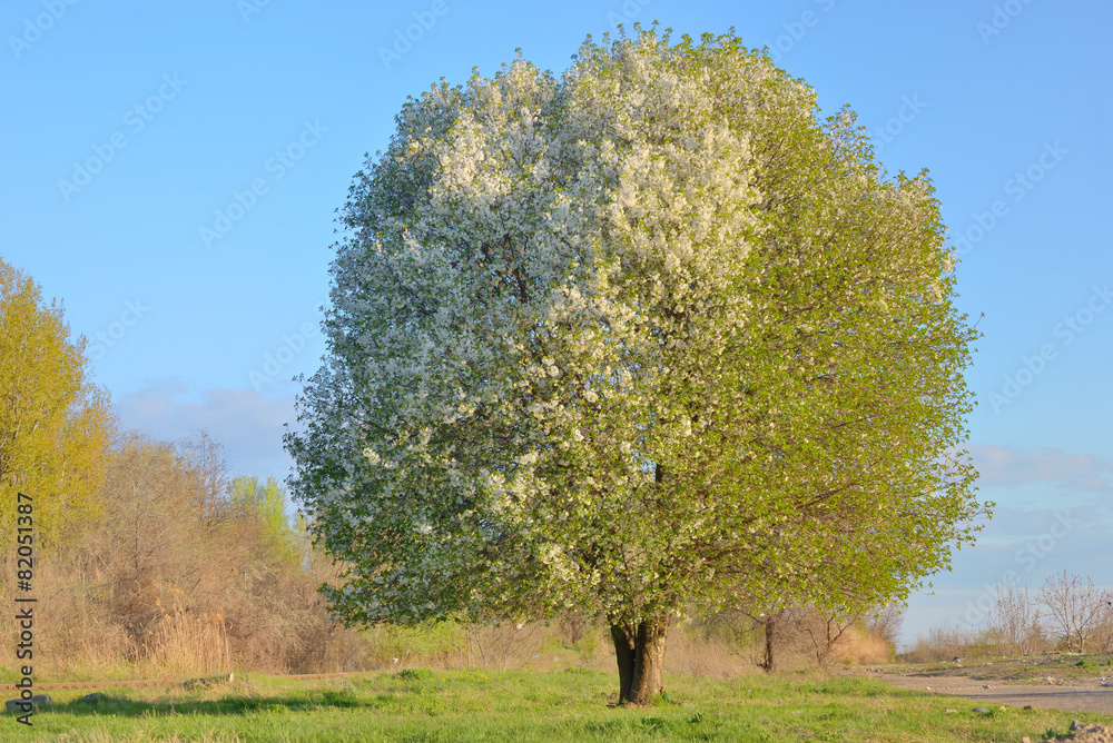 Obraz premium White blooming cherry tree