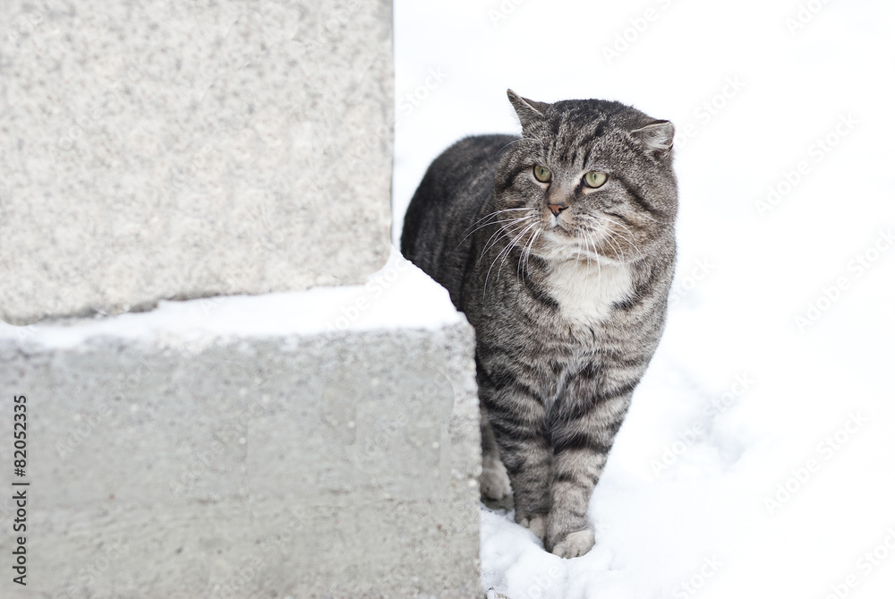 Gray Fluffy Cat is Walking in the Winter