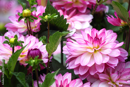 Fototapeta Naklejka Na Ścianę i Meble -  Dahlien Blumen