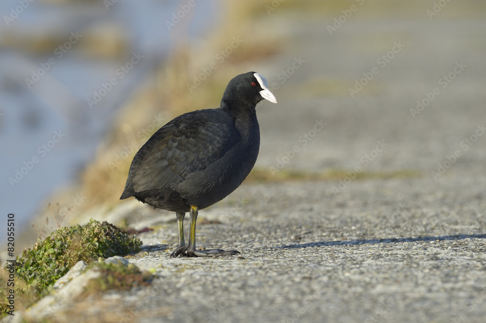 Fototapeta premium Coot standing beside river